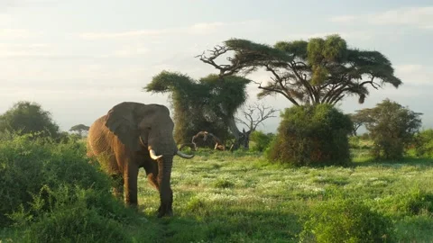 Elephant in lush area Stock Footage 136791153
