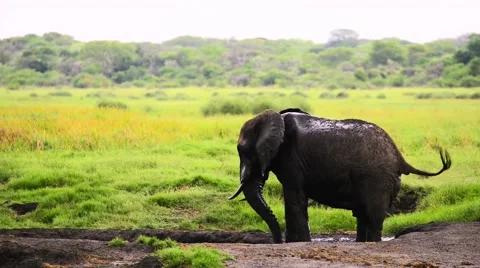 Elephant male having a mud bath Stock Footage 59690365