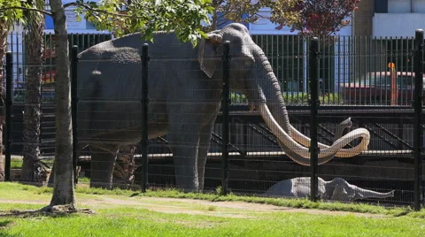 Elephant Mammoth at La Brea Tar Pits in Los Angeles Stock Footage 41653338