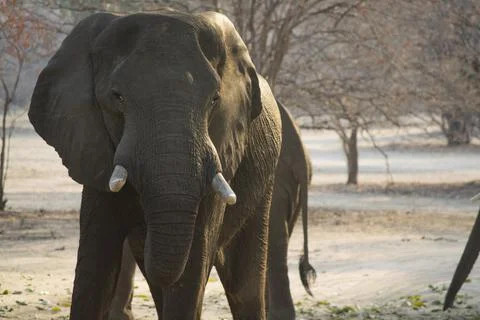 Elephant in Mana Stock Photos