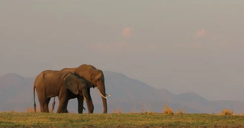 Elephant at Mana Pools NP, Zimbabwe in Africa. Big animal in the old forest, eve Vidéo 164693706