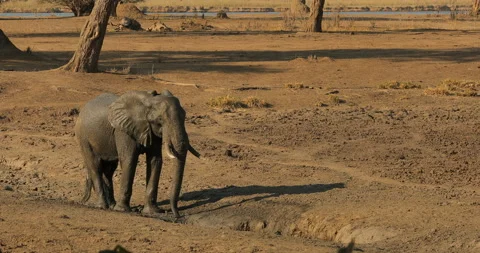 Elephant at Mana Pools NP, Zimbabwe in Africa. Big animal in the old forest, eve Vídeos de archivo 164693748
