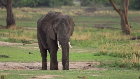 An elephant marks the ground with his foot. Stock Footage 147958883