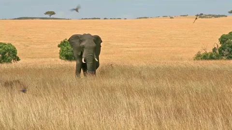 Elephant in Masai Mara Video stock 54337669