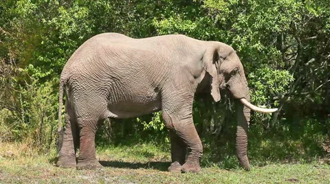 Elephant in Masai Mara Video stock 54343070