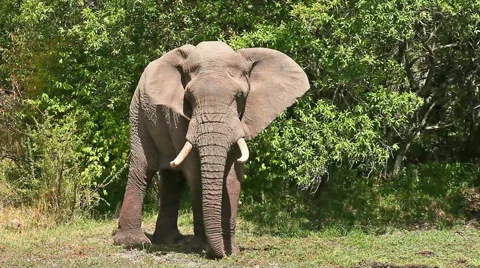 Elephant in Masai Mara Stock Footage 54343206