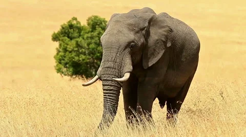 Elephant in Masai Mara Stock Footage 54362881