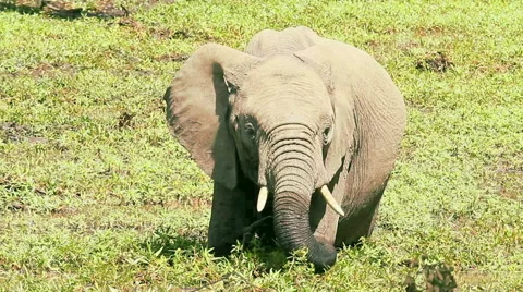 Elephant in Masai Mara Video stock 54368557