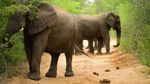 Elephant Matriarch Eating Looking at Camera Stock Footage 70834514