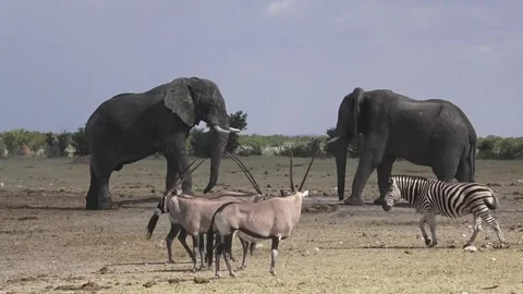 Elephant Mixed-species context: oryx watch the bulls — Part 9 Vídeos de archivo 320790121