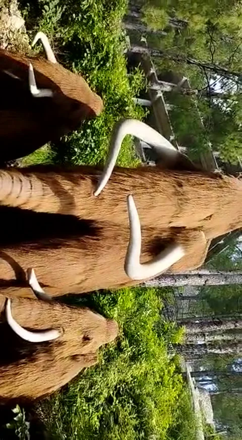 Elephant model Stock Footage 204061956