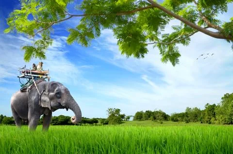 Elephant with monkey on green meadow Stock Illustration