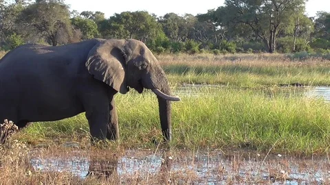 Elephant in the moremi park in botswana Stock Footage 96291967