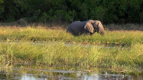 Elephant in the moremi park in botswana Stock Footage 96292164
