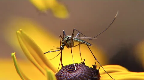 Elephant mosquito Vídeo Stock 26354635