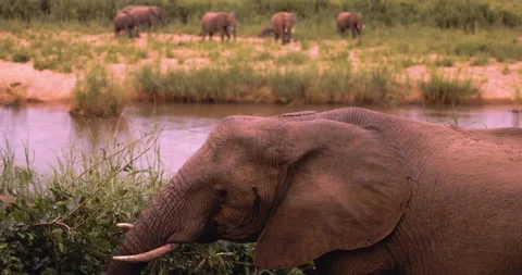 Elephant mother eats during twilight on river bank, Wildlife, Safari Tourism 스톡 동영상 182271189