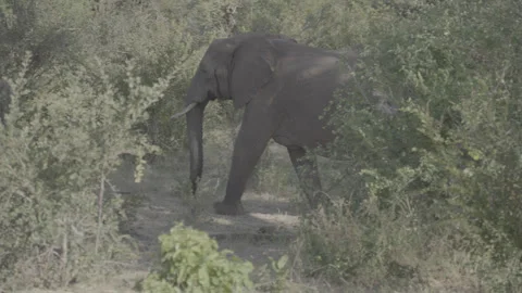 Elephant Moves Through Dappled Light in African Bush – Wildlife Tracking Shot 스톡 동영상 311509885