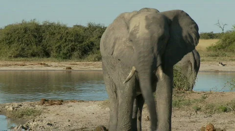 Elephant mud bath 库存影片 482210