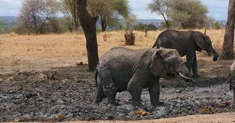 Elephant Mud Bath Stock Footage 60384456