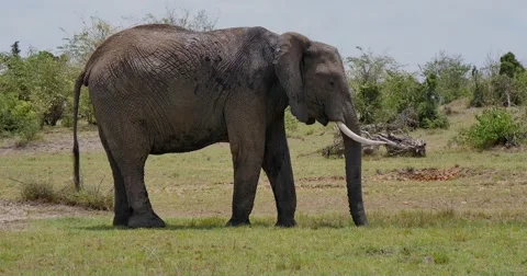 Elephant Mud Bath Stock Footage 60384960