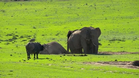 Elephant mud bath Stock Footage 108497590