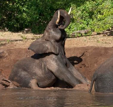 Elephant Mud Bath Stock Photos