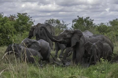 Elephant Mud Bath Stock Photos