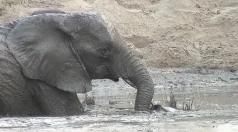 ELEPHANT MUD SPLASH Video stock 15823669