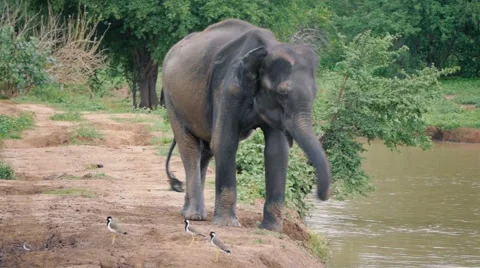 Elephant mud splash in Sri lanka national park Stock Footage 56554994