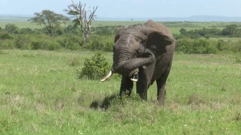 ELEPHANT MUD SPRAY Video stock 77487611