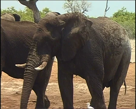 Elephant Mudbath 库存影片 728302