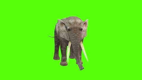 Elephant Multiple Motions Package Green Screen Animation 4k Rendering Stock Footage 296981150