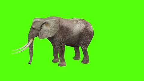 Elephant Multiple Motions Package Green Screen Animation 4k Rendering Stock Footage 296981155
