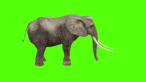 Elephant Multiple Motions Package Green Screen Animation 4k Rendering Stock Footage 296981160