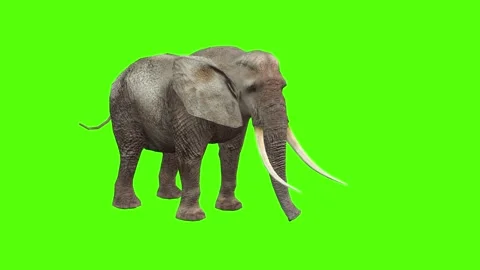 Elephant Multiple Motions Package Green Screen Animation 4k Rendering Stock Footage 296981359