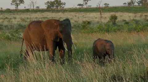 Elephant Mum and Kid Video stock 41508308