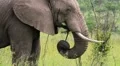 Elephant Munching Branches GFHD HD Footage