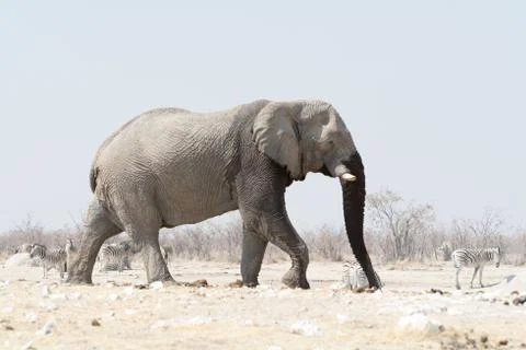 Elephant in Namibia Stock Photos