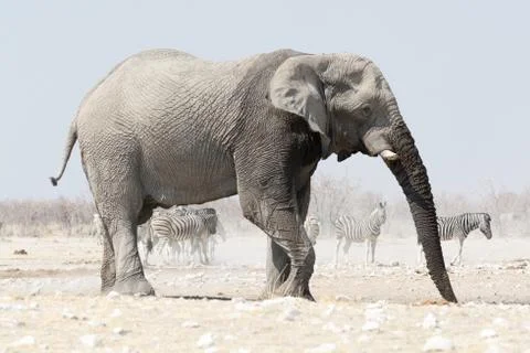 Elephant in Namibia Stock Photos