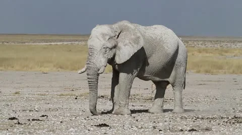 Elephant namibia spraying sand Video stock 14913438