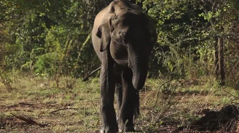Elephant in nature Stock Footage 62124774