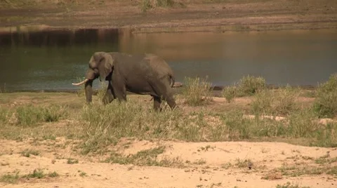 Elephant next to river Stock Footage 8574597