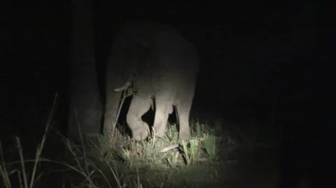 Elephant at night Stock Footage 117453