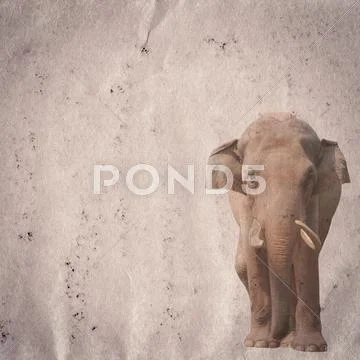 Elephant on old grunge paper texture Stock Illustration