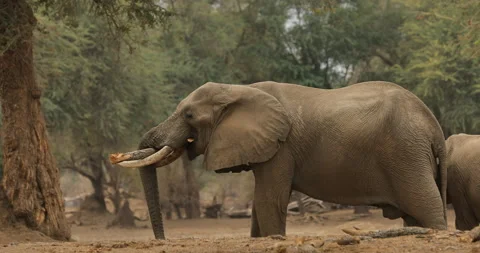 Elephant in the old wood, evening light, sun set. Magic wildlife scene in nature Stock Footage 164678167