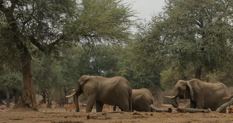 Elephant in the old wood, evening light, sun set. Magic wildlife scene in nature Stock Footage 164680450