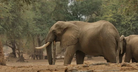 Elephant in the old wood, evening light, sun set. Magic wildlife scene in nature Stock Footage 164680656