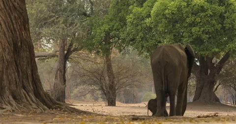 Elephant in the old wood, evening light, sun set. Magic wildlife scene in nature Stock Footage 164681894