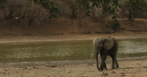 Elephant in the old wood, evening light, sun set. Magic wildlife scene in nature Vídeos de archivo 164681900
