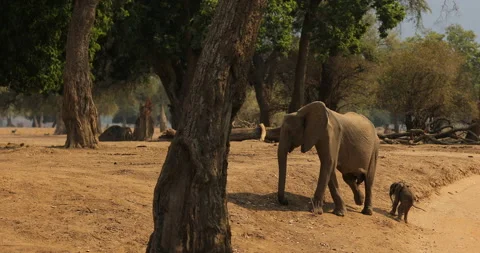 Elephant in the old wood, evening light, sun set. Magic wildlife scene in nature Stock Footage 164682757